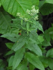 Eupatorium vaseyi