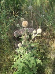 Echinops sphaerocephalus