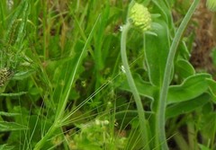 Aegilops triuncialis