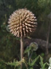 Echinops sphaerocephalus