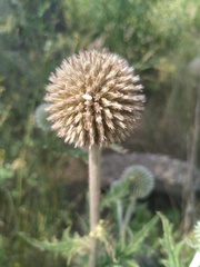 Echinops sphaerocephalus