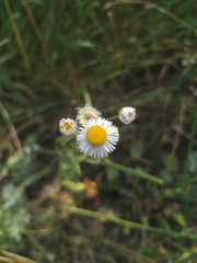 Erigeron