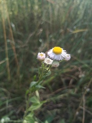 Erigeron