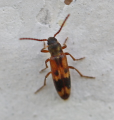 Hypulus quercinus