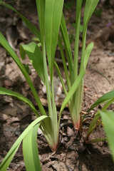 Chlorophytum macrophyllum