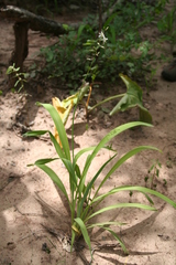 Chlorophytum macrophyllum