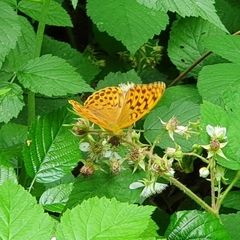 Argynnis paphia