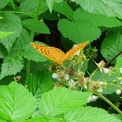 Argynnis paphia
