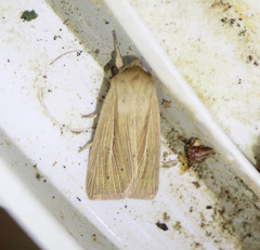 Mythimna pallens
