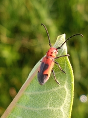 Tetraopes melanurus