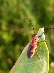 Tetraopes melanurus