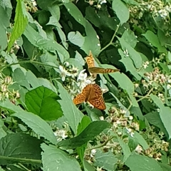 Argynnis paphia