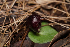 Corybas recurvus