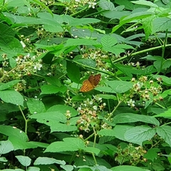 Argynnis paphia