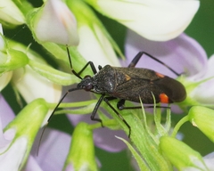 Closterotomus cinctipes