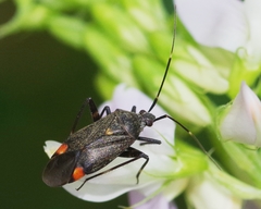 Closterotomus cinctipes