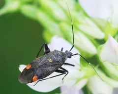 Closterotomus cinctipes