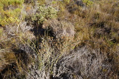 Seriphium cinereum