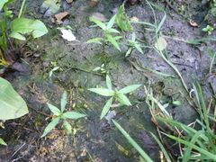 Persicaria minor