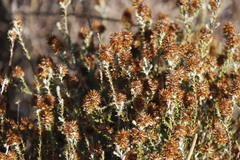 Seriphium cinereum