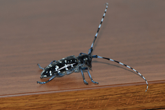 Anoplophora glabripennis