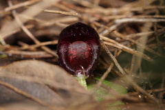 Corybas recurvus