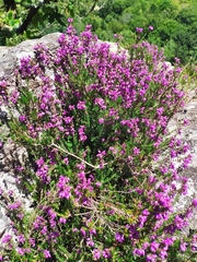 Erica cinerea