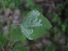 Phyllocnistis labyrinthella
