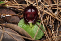 Corybas recurvus