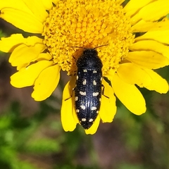 Acmaeodera degener