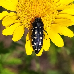 Acmaeodera degener