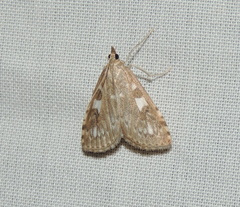 Udea olivalis