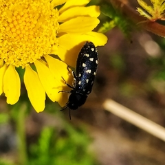 Acmaeodera degener
