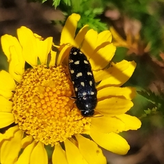 Acmaeodera degener