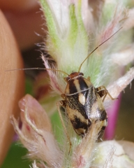 Cyphodema instabilis