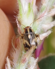 Cyphodema instabilis