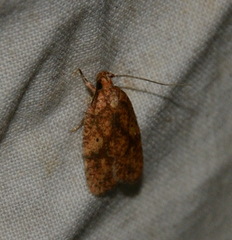 Agonopterix robiniella