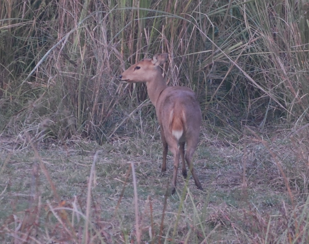 Axis porcinus porcinus, Narayani, NP-MM, NP, by cathyp