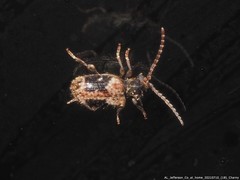 Ptinus concurrens