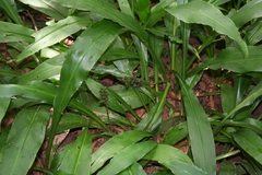 Chlorophytum filipendulum