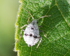 Deraeocoris flavilinea