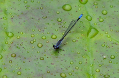 Paracercion calamorum