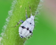 Deraeocoris flavilinea