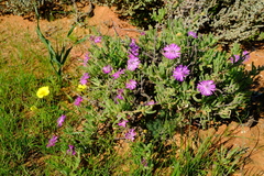 Drosanthemum deciduum