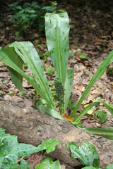 Chlorophytum filipendulum