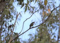 Bolemoreus frenatus