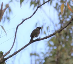 Bolemoreus frenatus
