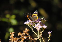 Vanessa dimorphica dimorphica