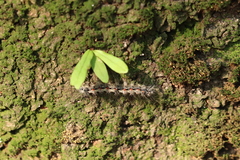 Lithosia quadra