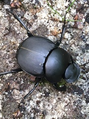 Canthon chalcites